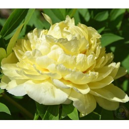 Пион Сонома ЙеДа