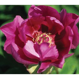 Пион Литтл Дарлин