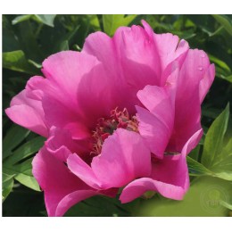 Пион Литтл Дарлин