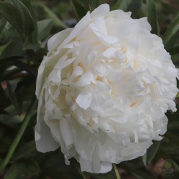 Пион Пафт Коттон