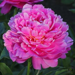 Пион Розелла