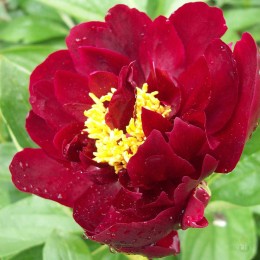 Пион Валькирия