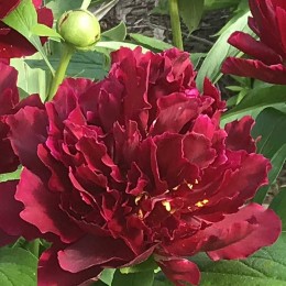 Пион Валькирия