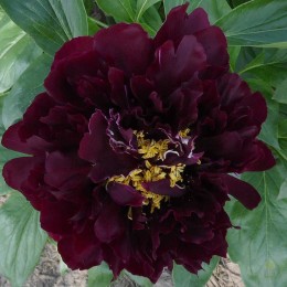 Пион Валькирия