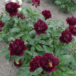 Пион Валькирия