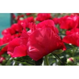 Пион Америка