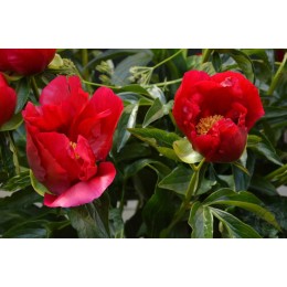 Пион Америка