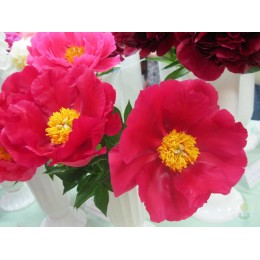 Пион Америка