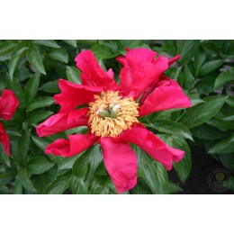 Пион Америка