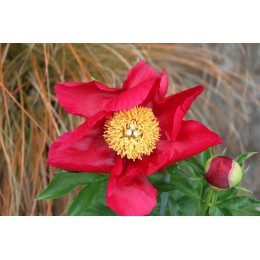 Пион Америка