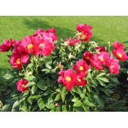 Пион Америка