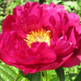 Пион Энн Залер