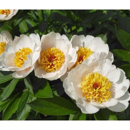 Пион Архангел