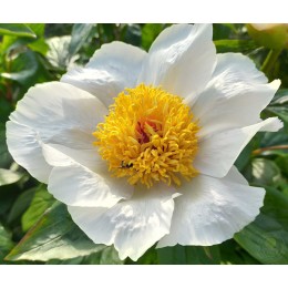 Пион Архангел