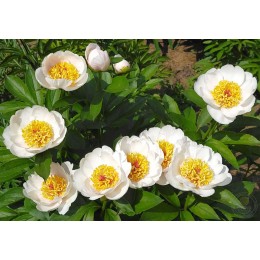 Пион Архангел