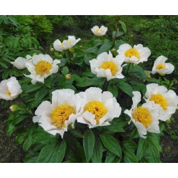 Пион Архангел