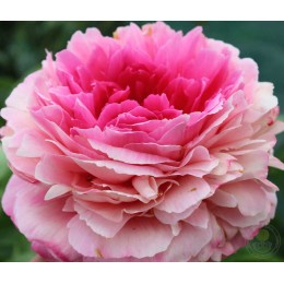 Пион Бесс Бокстос