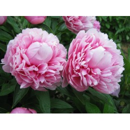 Пион Бесс Бокстос