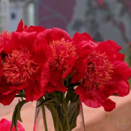 Пион Бёрст оф Джой