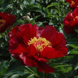 Пион Чиф Джастис