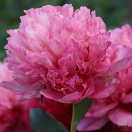 Пион Команд Перфоманс