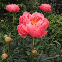 Пион Корал Чарм