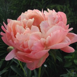 Пион Корал Чарм