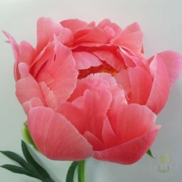 Пион Корал Чарм