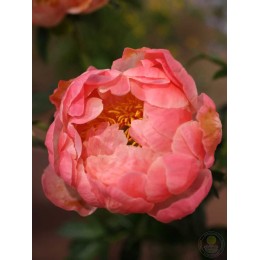 Пион Корал Чарм