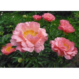 Пион Корал Сансет