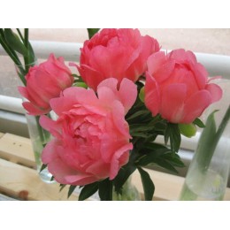 Пион Корал Сансет