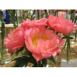 Пион Корал Сансет