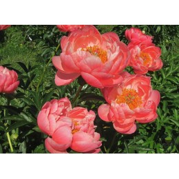 Пион Корал Сансет