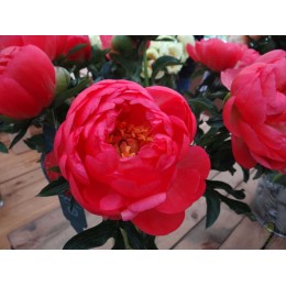 Пион Корал Сансет