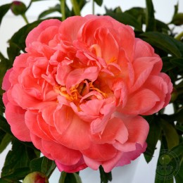 Пион Корал Сансет