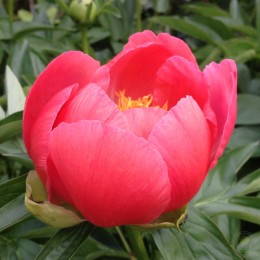 Пион Корал`Н Голд