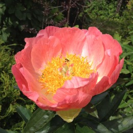 Пион Корал`Н Голд