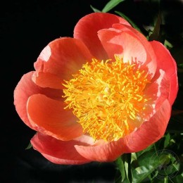 Пион Корал`Н Голд