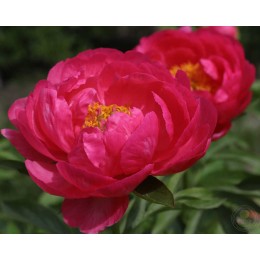 Пион Цитерия