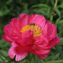 Пион Цитерия