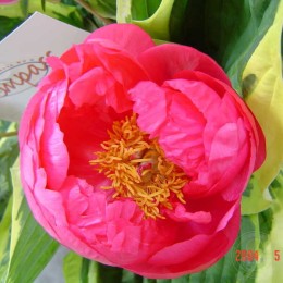 Пион Цитерия