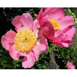 Пион Дейнти Ласс