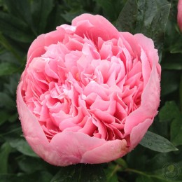 Пион Этчед Салмон