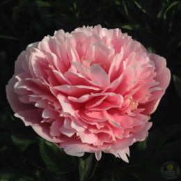 Пион Этчед Салмон