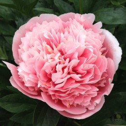 Пион Этчед Салмон