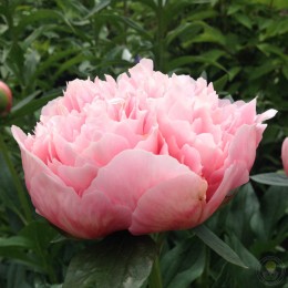 Пион Этчед Салмон