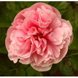 Пион Этчед Салмон