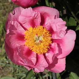 Пион Файерлайт