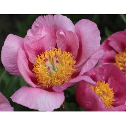 Пион Файерлайт