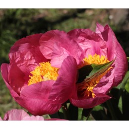 Пион Файерлайт